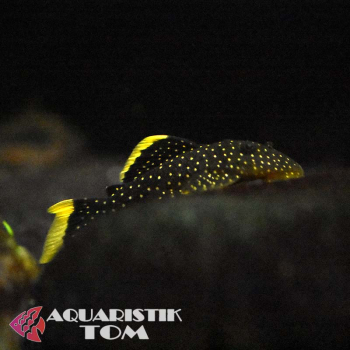 L081 Gelbsaum-Prachtharnischwels, Baryancistrus spec.